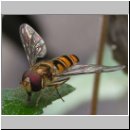 Episyrphus balteatus - Hain-Schwebfliege m01.jpg